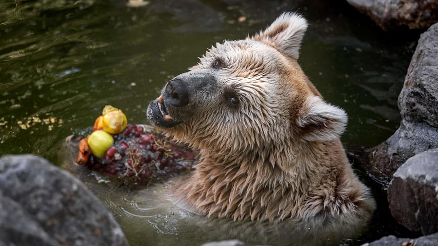 Martine, a Syrian brown bear eats frozen fruits and vegetables at the Servion Zoo in Servion on August 4, 2022 as Switzerland experiences a heatwave. Credit: AFP Photo