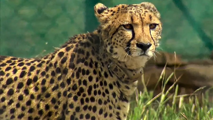 <div class="paragraphs"><p>Representative image of a cheetah.</p></div>