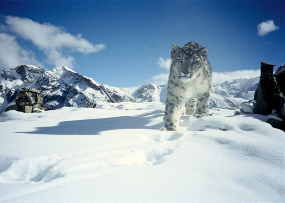 Up the mounts, science and society save snow leopards