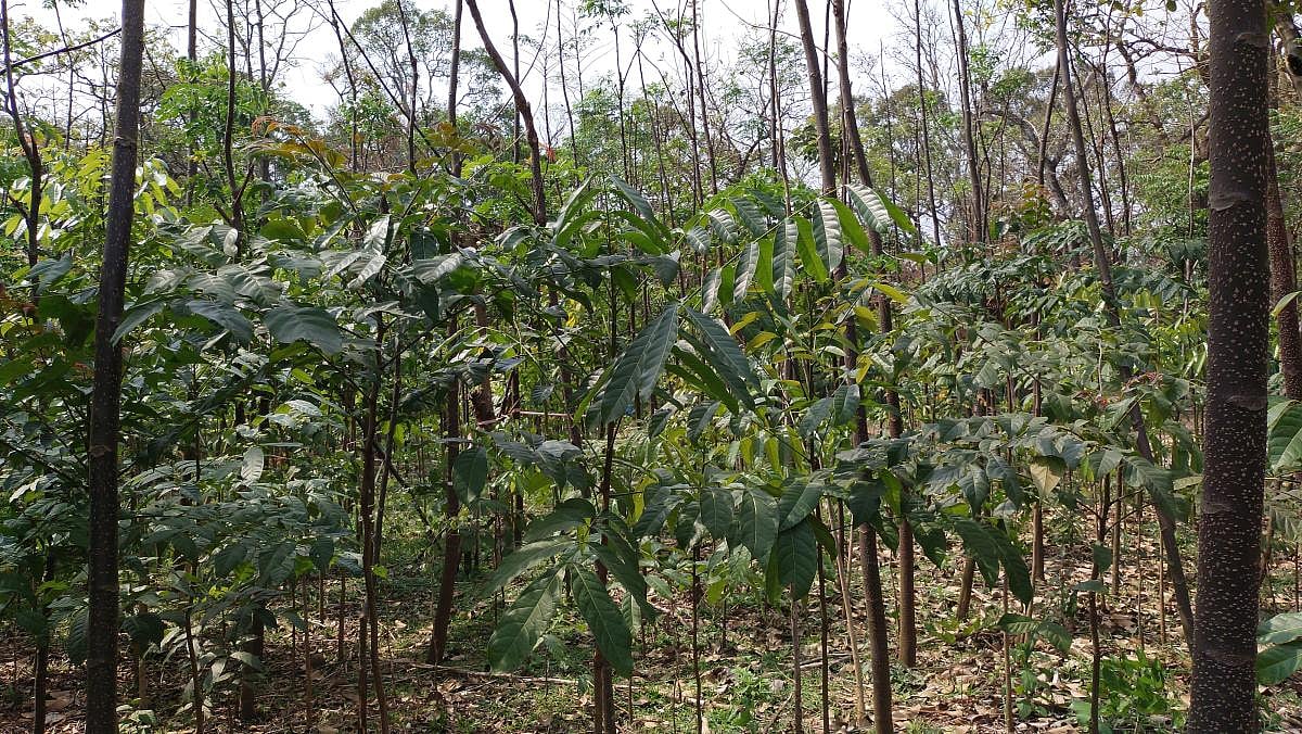 Mysuru MCC Launches Miyawaki Afforestation Method at Third City Park