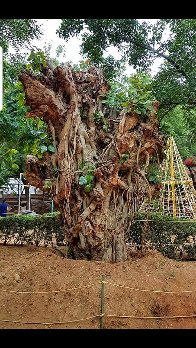 Spared the axe, some trees find a new home