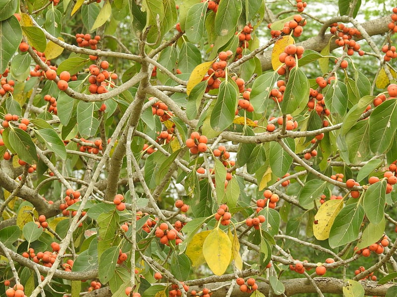 A 'figment' of hope for Ballari's farmers