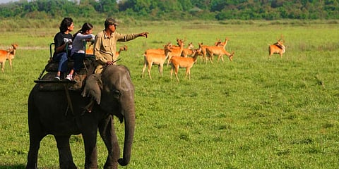 Elephant Safaris Resume in Corbett & Rajaji after 7 years