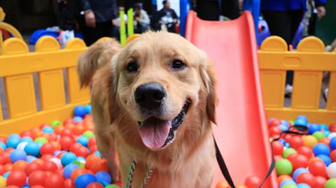 Pupper Party at Basque, Dehradun
