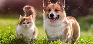 Pet shop in Dehradun