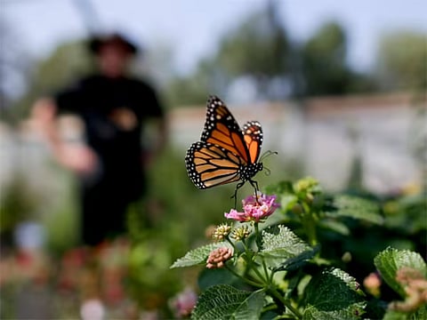 New 3-B biodiversity garden in Dehradun designed for birds, butterflies and bees with native Himalayan plants and pollinator-friendly flowers