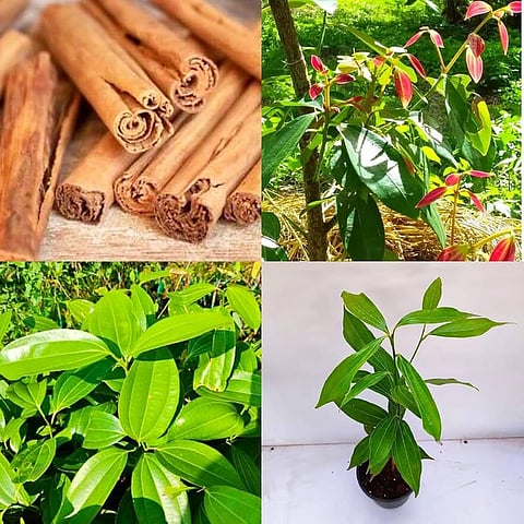 Cinnamon Farming Could Create New Opportunities in Uttarakhand