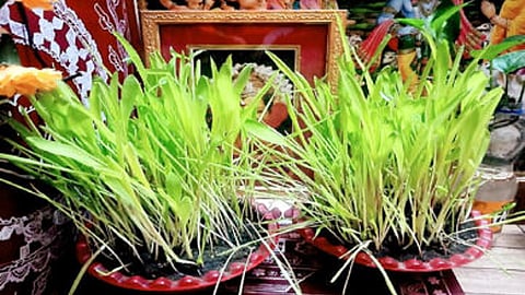 Dehradun to Plant 15.5 Lakh Saplings During Harela Festival