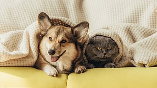 World Rabies Day: 5 Vet Clinics in Dehradun You Must Know