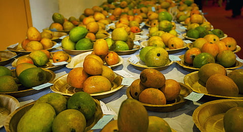  Delhi To Host 18th Edition Of India Mango Festival
