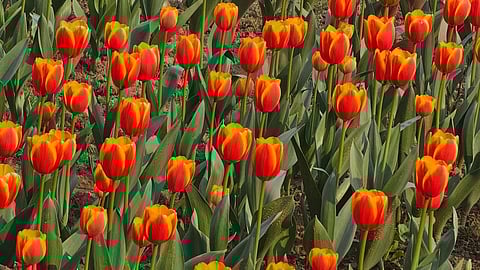 Tulip Festival 2026 in Delhi