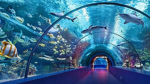 Delhi’s First Fish Aquarium Immersive Show At Delhi Art Centre