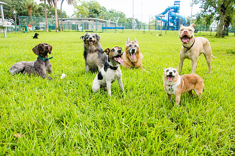 Delhi To Get A First-Of-Its-Kind Dog Park With Premium Pet Facilities