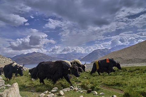 Yaks in Ladakh