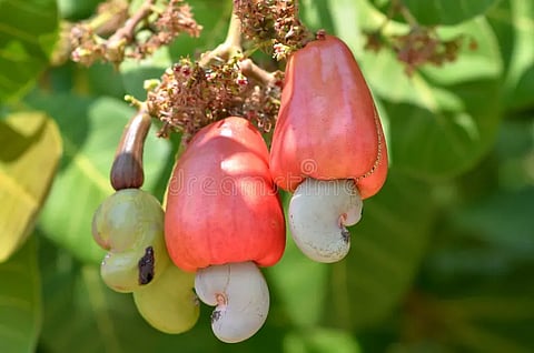 Cashew nut
