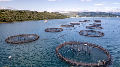 Aquaculture