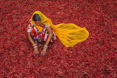 Hot and spicy: India’s chilli and cumin exports face a Chinese challenge