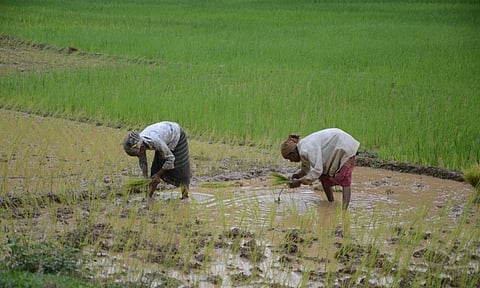 Farmers working in the field 