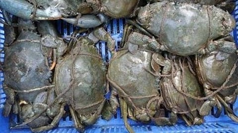 A Kochi couple's crab-fattening story: how to build a profitable business from mud crabs