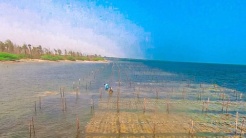 A seaweed farm. According to globalseafood.org the global demand for seaweed will reach USD 95 billion by 2027. Image:  PIB