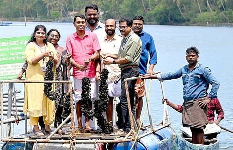 സി.എം.എഫ്.ആര്‍.ഐയുടെ മേല്‍നോട്ടത്തില്‍ കൊടുങ്ങല്ലൂര്‍ കായലില്‍ നടന്ന കല്ലുമ്മക്കായ കൃഷിയുടെ വിളവെടുപ്പ്

