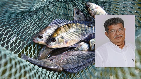 tilapia fish, Jose Joseph