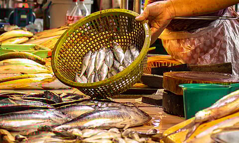 ഇന്ത്യയില്‍ സമുദ്ര മത്സ്യ ലഭ്യതയില്‍ കുറവ്, കേരളത്തില്‍ മത്തി കൂടി; ആശങ്കയായി സിഎംഎഫ്ആര്‍ഐ പഠനം