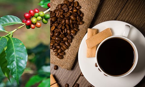 അമേരിക്കക്കാരുടെ 'കാപ്പി' കുടി മുട്ടിച്ച് ട്രംപ്; മണ്ടത്തത്തിന് കൊടുക്കേണ്ടി വന്നത് വലിയ വില