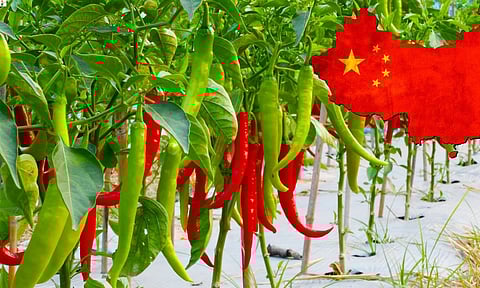 ഇന്ത്യന്‍ മുളകും ചൈനക്കാര്‍ അടിച്ചുമാറ്റുമോ? സ്‌പൈസസ് കയറ്റുമതിയില്‍ മേധാവിത്വം നേടാന്‍ ചൈനീസ് നീക്കം