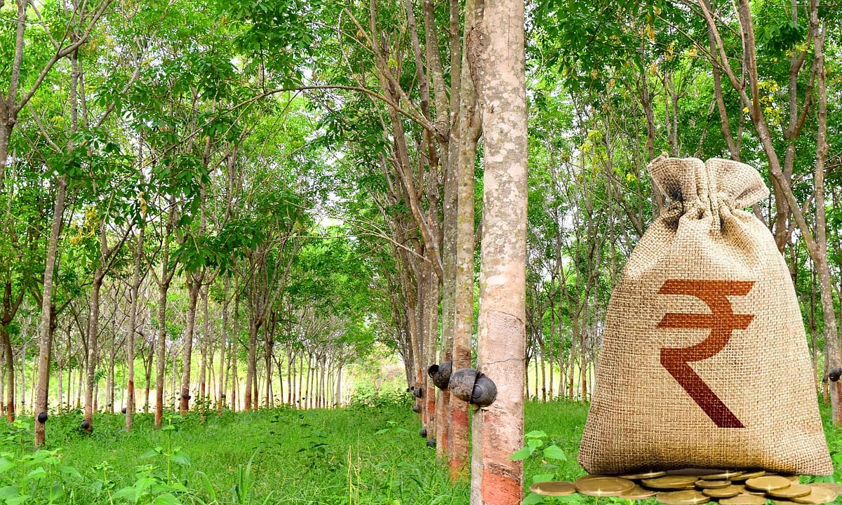 ആഗോള വിപണിയിൽ റബർ വില കുതിക്കുന്നു; കിലോയ്ക്ക് 300 രൂപയിലേക്ക് അടുക്കുന്നു