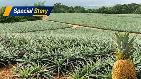 ചൂടു കൂടുമ്പോള്‍ വില കൂടും, പക്ഷേ... പൈനാപ്പിള്‍ കര്‍ഷകരുടെ നെഞ്ചിടിപ്പേറ്റി 'സൂപ്പര്‍ എല്‍നീനോ'; ഉയരുന്നു കാനിയുടെ വില