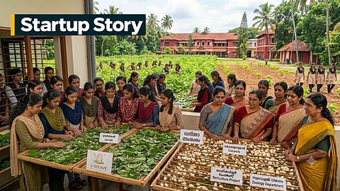 mulberry cultivation and cocoon production