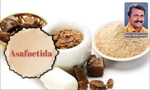 വീടുകളോടനുബന്ധിച്ച് നാനോ സംരംഭമായി തുടങ്ങാം; കായം നിര്‍മാണത്തിലൂടെ ചെറിയ ചെലവില്‍, മികച്ച വരുമാനം നേടാം