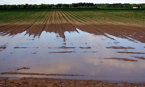മഴ, പ്രകൃതിക്ഷോഭം: കാര്‍ഷികമേഖലയില്‍ കോടികളുടെ നഷ്ടം; ആശങ്കയുടെ മുള്‍മുനയില്‍ ബിസിനസ് മേഖല