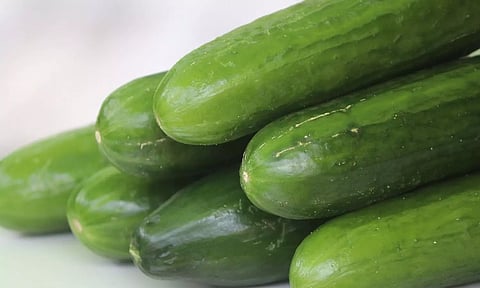 കുക്കുമ്പര്‍ കയറ്റുമതിയില്‍ ഇന്ത്യക്ക് ഒന്നാം സ്ഥാനം