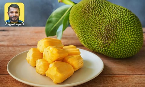 ചക്കയില്‍ നിന്ന് വരുമാനമുണ്ടാക്കാന്‍ ചക്കപ്പൊടി നിര്‍മാണം