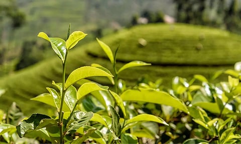 ഇന്ത്യയുടെ തേയില കയറ്റുമതിക്ക് പ്രതിസന്ധി; കീടനാശിനിയുടെ അളവ് കൂടുതൽ