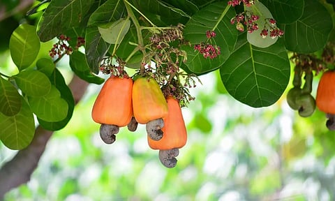 Pic Courtesy : Representational Image