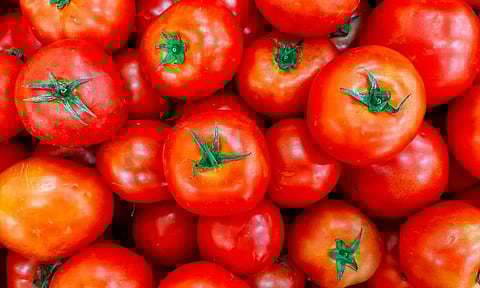 Tomato