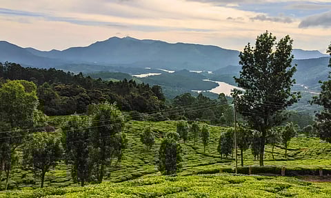 image showing munnar hill stations
