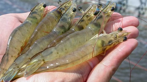 Kings Infra, Vannamie chemmeen