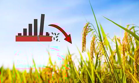 Paddy Field, Down graph