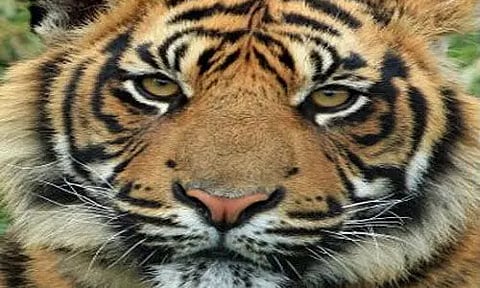 കടുവകളുടെ കൂട്ടമരണം; പിന്നില്‍ അവയവ മാഫിയ,  അന്വേഷണം ഇവിടെ വരെ...