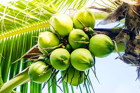 തേങ്ങയില്‍ നിന്ന് വരുമാനം നേടാം