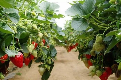 മൂന്നാറില്‍ സ്ട്രോബറിയുടെ വിളവെടുപ്പ് കാലം; മാധുര്യം രുചിച്ചറിഞ്ഞ് ടൂറിസ്റ്റുകള്‍