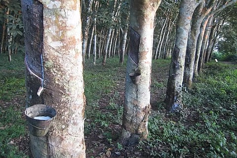 റബര്‍വില ഇനിയും താഴുമോ? ഈ ഘടകങ്ങള്‍ നിര്‍ണായകം