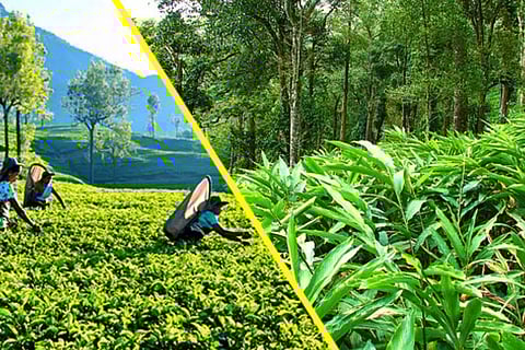 കാര്‍ഷികാദായ നികുതി: തോട്ടംമേഖല കരകയറിയത് വർഷങ്ങൾ നീണ്ട അനിശ്ചിതത്വത്തിൽ നിന്ന്