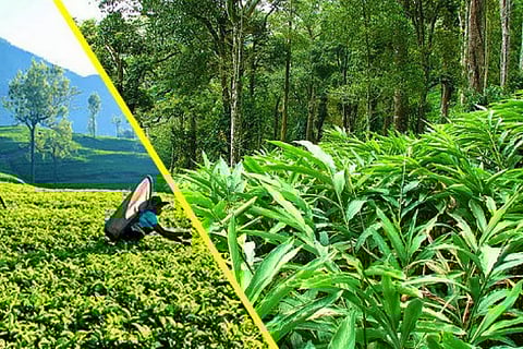 തോട്ടം മേഖലയ്ക്ക് ആശ്വാസം; പ്ലാന്റേഷന്‍ ടാക്‌സ് ഇനിയില്ല