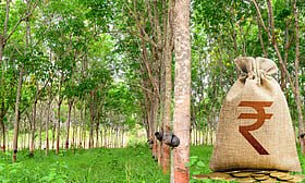 ആഭ്യന്തര റബര്‍ വില വീണ്ടും ₹250 രൂപയിലേക്ക്, ചരക്ക് ക്ഷാമം രൂക്ഷം; കൂടിയ വിലക്ക് വാങ്ങിക്കൂട്ടി ടയര്‍ കമ്പനികള്‍