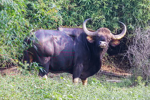 Jharkhand Forest dept initiates study to revive Bison population